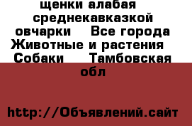 щенки алабая ( среднекавказкой овчарки) - Все города Животные и растения » Собаки   . Тамбовская обл.